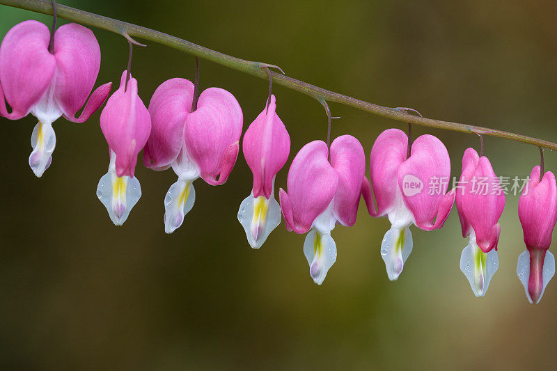 Lamprocapnos spectabilis，红色的流血的心